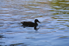 IMG_3970.JPG