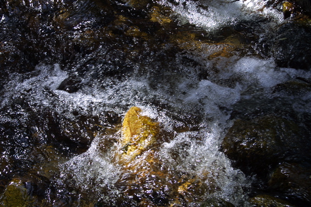IMG_1217.JPG