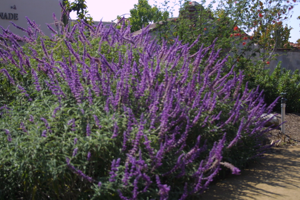 IMG_5569.JPG