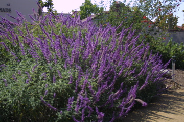 IMG_5569.JPG