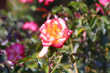 IMG_5612.JPG
