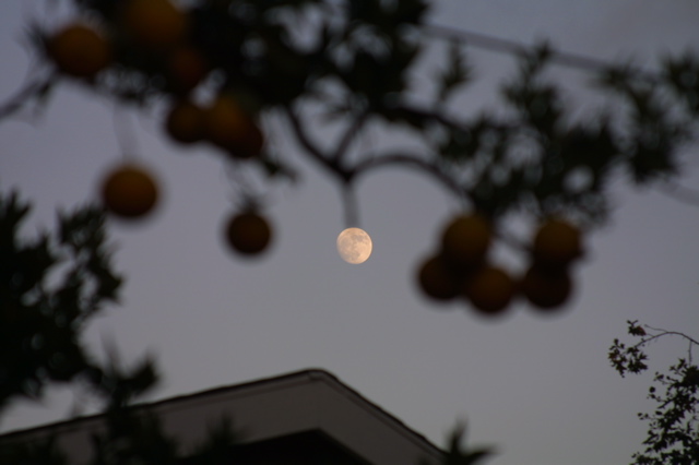 IMG_3091.JPG